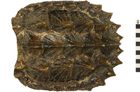 Image result for Alligator Snapping Turtle Shell Front View