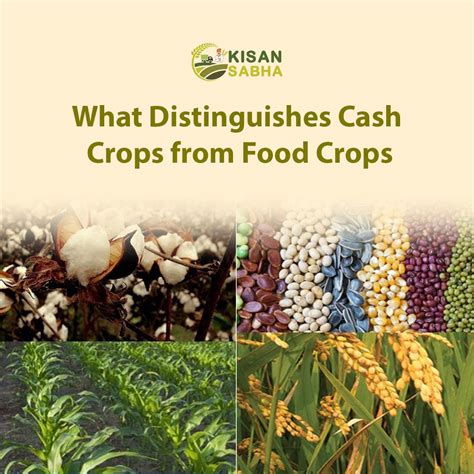 Cash Crops Vs Food Crops Details For: Crop Production And Crop