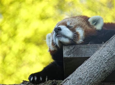 Image result for Pandas NumPy Matplotlib Seaborn Banners