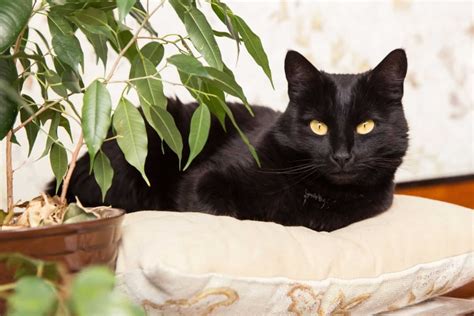Top 7 Bombay Cat Breeders