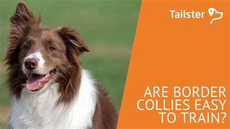 Are Border Collies Easy To Train?