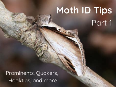 Image result for Moth Identifier