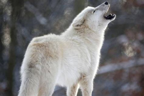 极地狼：地球上最凶残的狼，冰河时期的幸存者，也会进攻人类 - 每日头条