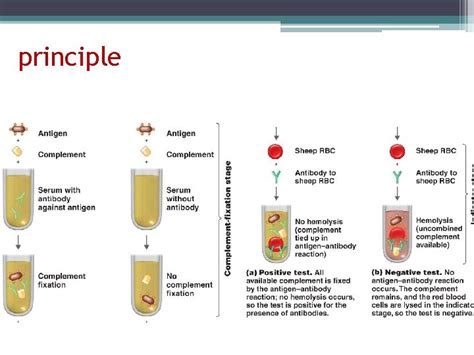 Image result for Complement-Fixation Test