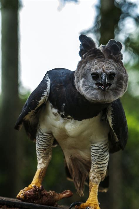 Tropical Rainforest Harpy Eagle