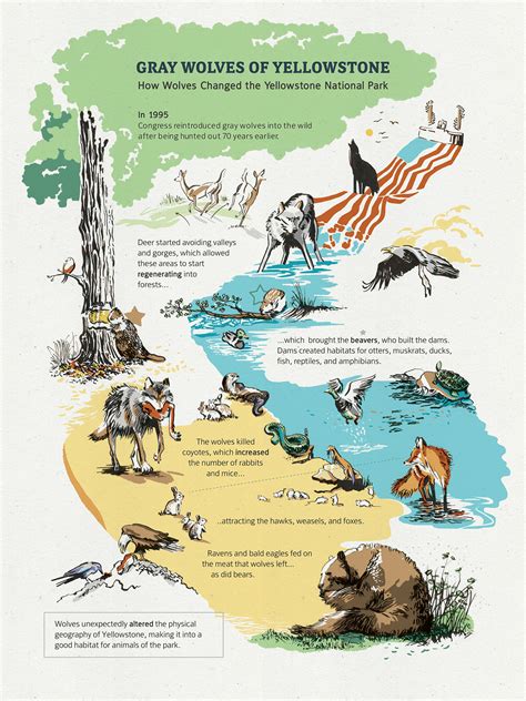 Image result for Introduction of Wolves in Yellowstone