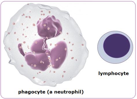 Image result for Blood Cells Structure and Function