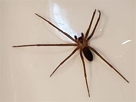 Male Loxosceles reclusa (Brown Recluse) in Hartsburg, Missouri United ...