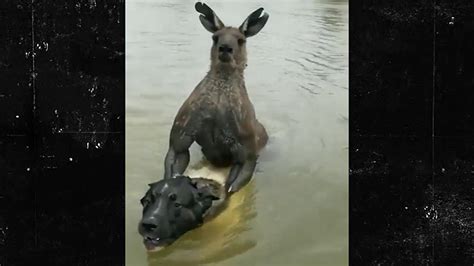 Australian Man Fights Buff Kangaroo To Save His Dog