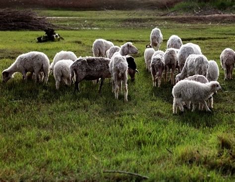 宁夏 银川盐池滩羊83只出售_365养羊网