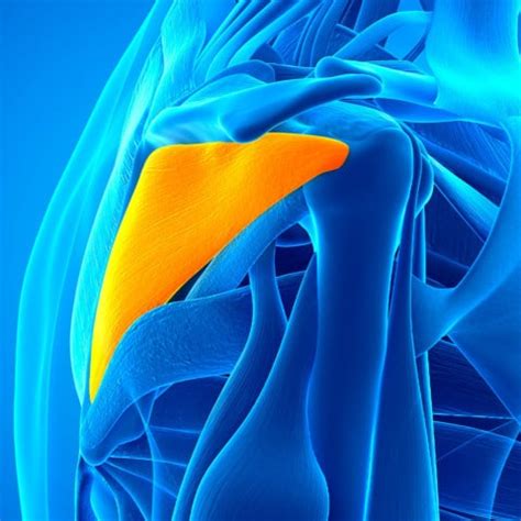 Image result for Left Rotator Cuff