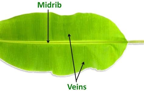 Getting to Know Plants Class 6 Notes Science Chapter 4 Free PDF
