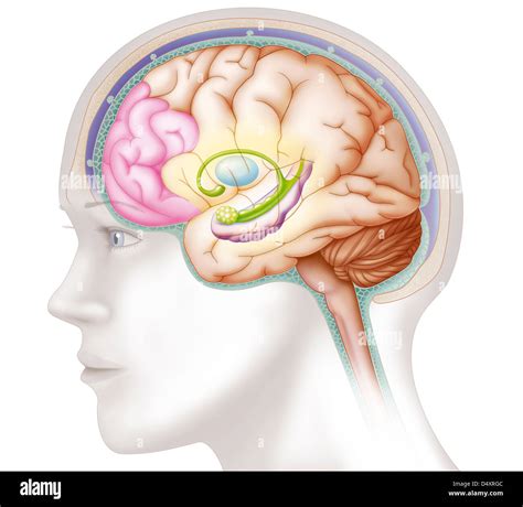 Image result for Prefrontal Cortex Brain Drawing