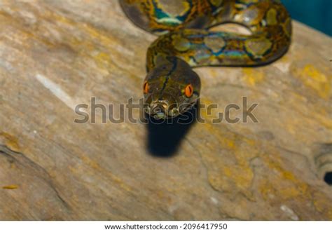 Image result for Python Attacking Prey Hunting