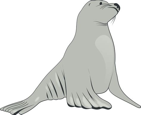 Seal Clip Art Black And White