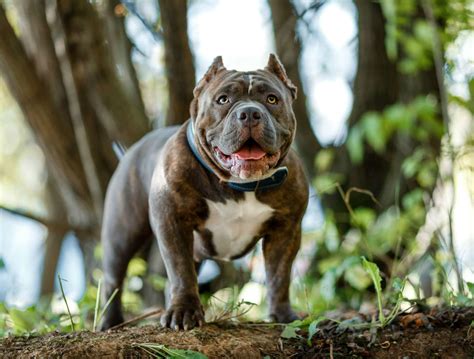 5 Types of Pit Bull Dog Breeds