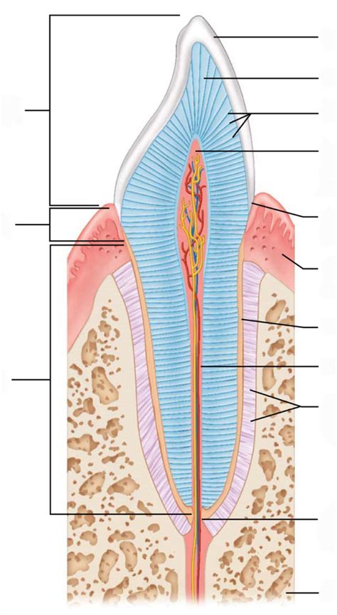 Tooth 的图像结果