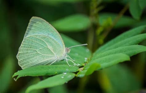 Wallpaper leaves, microsemi, wings, Butterfly, insect, beautiful ...