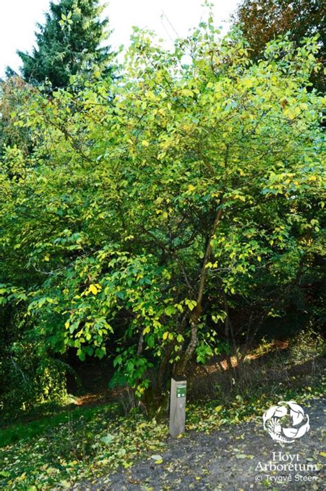 Ptelea trifoliata - Hop Tree | Hoyt Arboretum, Portland, Oregon, USA