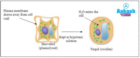 Passive Transport: Definition, Features, Process & Types - Biology ...