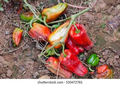 Image result for Pythium Root Rot Signs