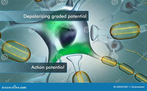 Brain Neuron 的图像结果