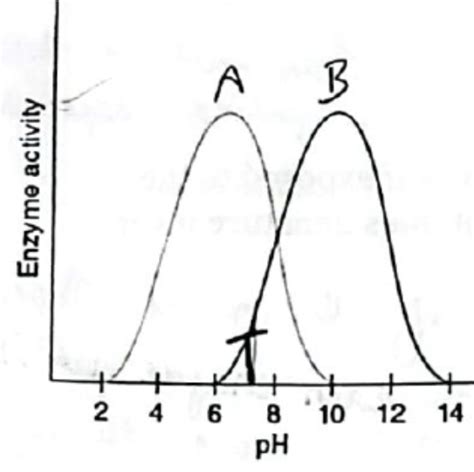 Image result for PH and Enzyme Function