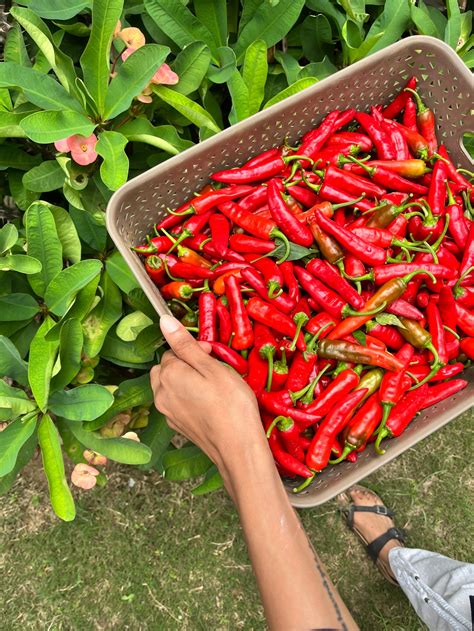 This homestay near Chandigarh is a design lover’s dream come true ...