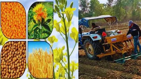 Rabi Crops: रबी सीजन में इन फसलों की करें खेती, अधिक पैदावार के लिए ...