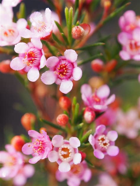 Pink Wax Flower Chamelaucium: What's New
