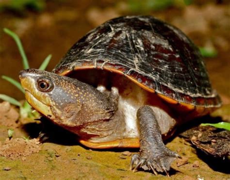 Small Basic Turtle 的图像结果