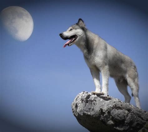 Image result for Beautiful Wolves Howling
