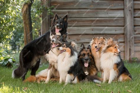 Premium Photo | A group of dogs are gathered together in front of a wooden cabin.