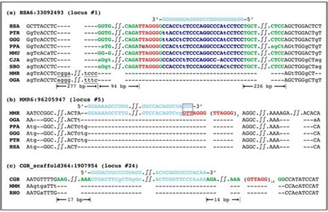 Telomeric-Like Repeats Flanked by Sequences Retrotranscribed from the ...