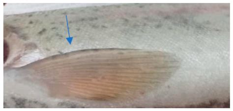 Septicemic Outbreak in A Rainbow Trout Intensive Aquaculture System ...