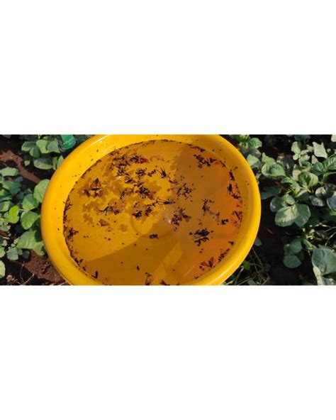 VGT Solar Insect Light Trap with Single Stand | Buy Online | BigHaat