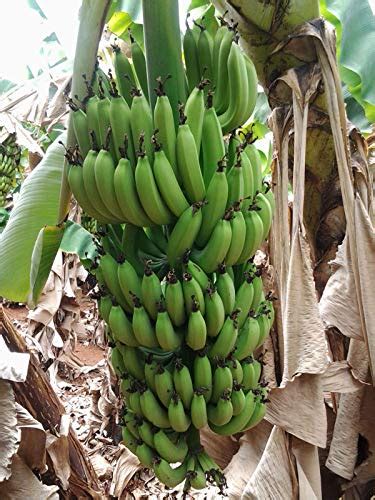 Creative Farmer Live Plant Exotic Fruit Sweet G9 Yellow Banana Plants ...