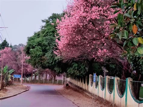 Pretty In Pink: Not A Foreign Land, These Stunning Images Of Cherry ...