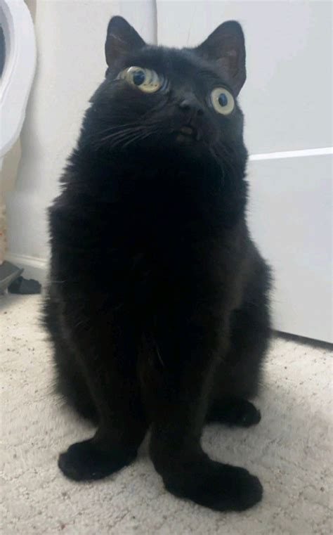 19 cats who made poor life choices – Artofit