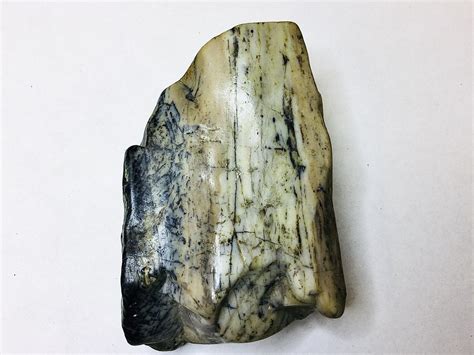 Image result for ivory mastodon