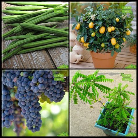 Creative Farmer Best Seeds Combo Tree Seeds : Drumstick, Lemon Fruit ...