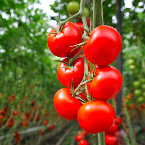 ADOPTING A TOMATO PLANT FROM SICILY | ANY-WAYS.COMANY-WAYS.COM