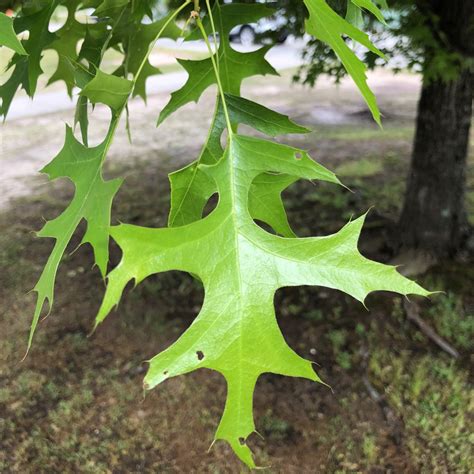 Quercus Palustris Pin Oak Tree Quercus Palustris (pin Oak): Go Botany