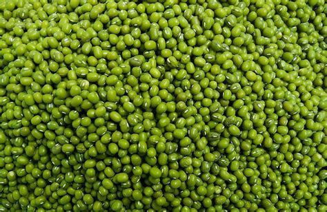 Green Moong Supplier,Wholesale Green Moong Manufacturer from Aligarh India