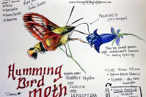 Hummingbird Moth Spiritual Meaning