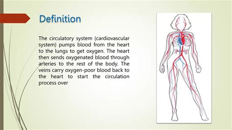 Image result for Simple Blood Circulation