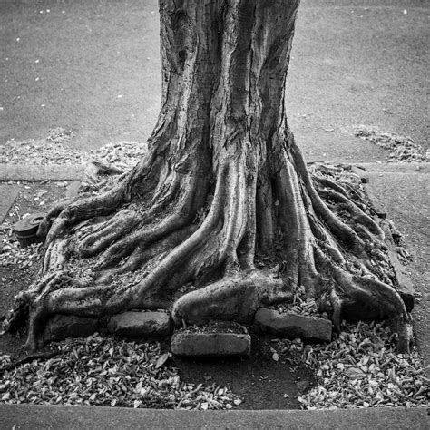 Living Roots, Photography and Poetry for Action On Climate Change ...