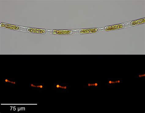 ‎The Athletic: All Sports News App - App Store Minimalist Minimalist