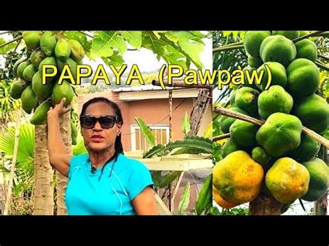 Image result for Papayras Tutorial Video