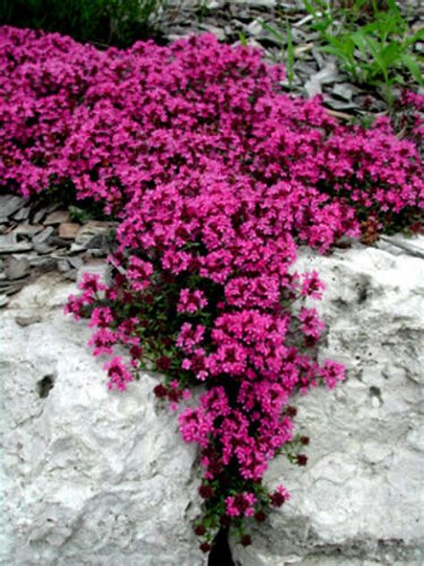 Red Supply Solution Creeping Thyme 500 Seeds - Scarlet Thymus Serpyllum ...